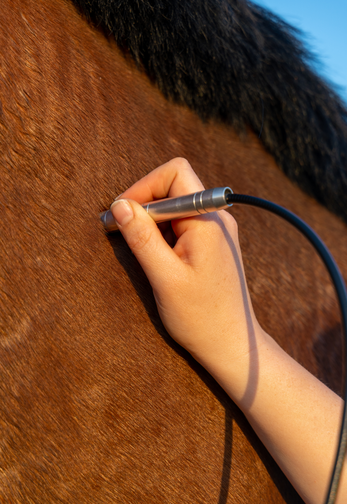 paard-lasertherapie-pen